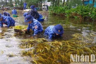 Lực lượng vũ trang hỗ trợ người dân xã Gio Hải, huyện Gio Linh thu hoạch lúa bị ngập úng.