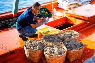 Chuyên viên kỹ thuật của Masan PQ kiểm tra chất lượng cá trước khi chuyển về nhà ủ chượp.