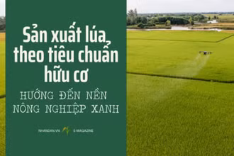 Sản xuất lúa theo tiêu chuẩn hữu cơ hướng đến nền nông nghiệp xanh