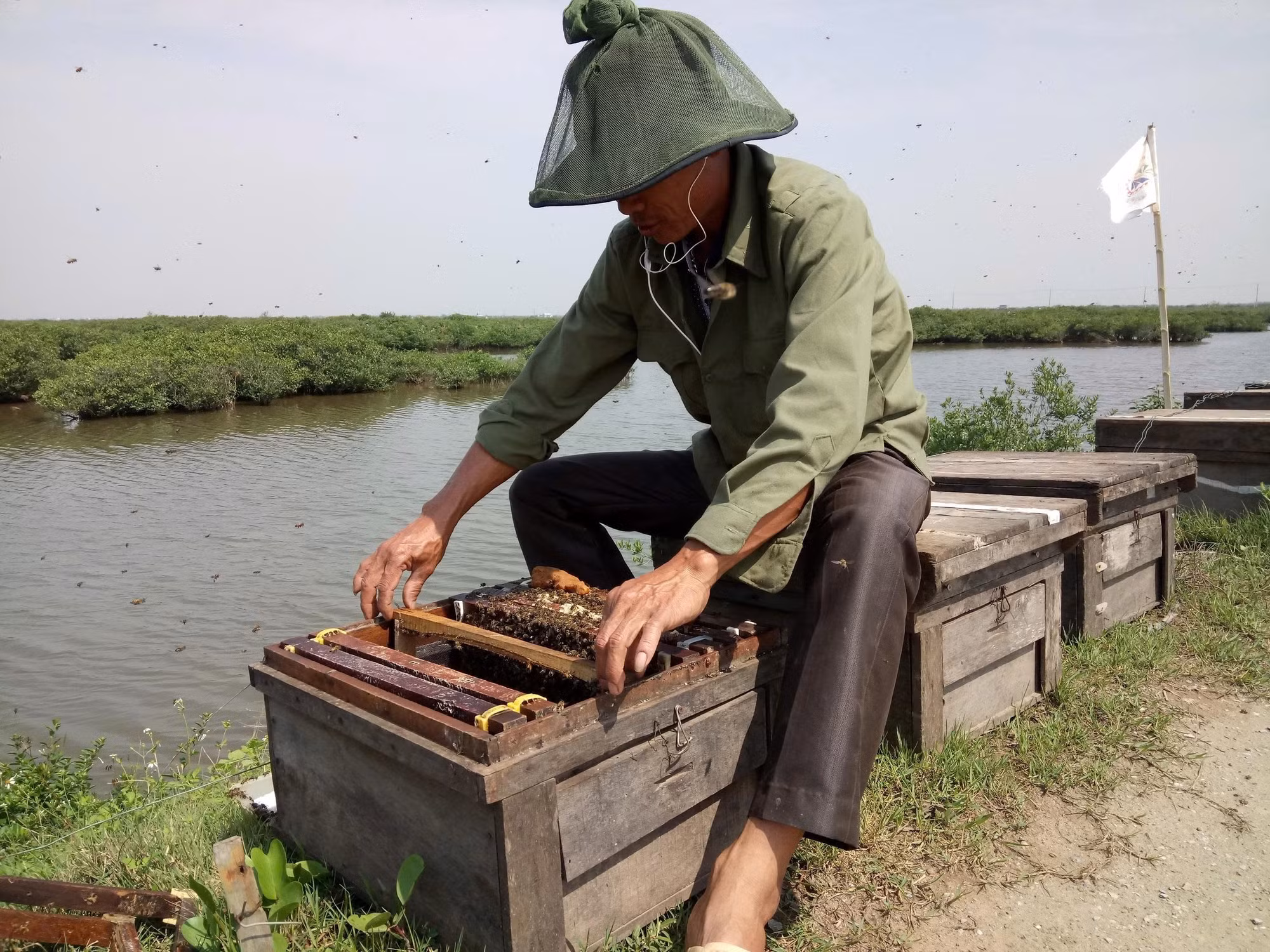 Nuôi ong ở vùng ngập mặn Xuân Thủy.