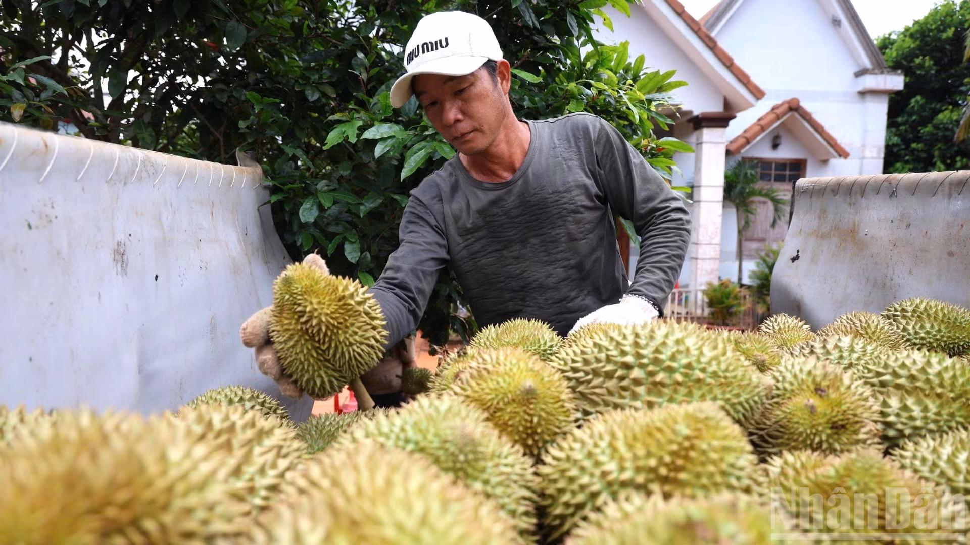 Nông dân Đồng Nai đang bước vào chính vụ thu hoạch sầu riêng giống Thái.
