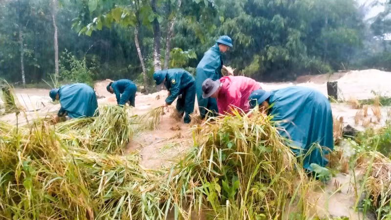 Các lực lượng vũ trang đóng chân trên địa bàn xã La Dêê giúp người dân thu hoạch lúa chín sớm.