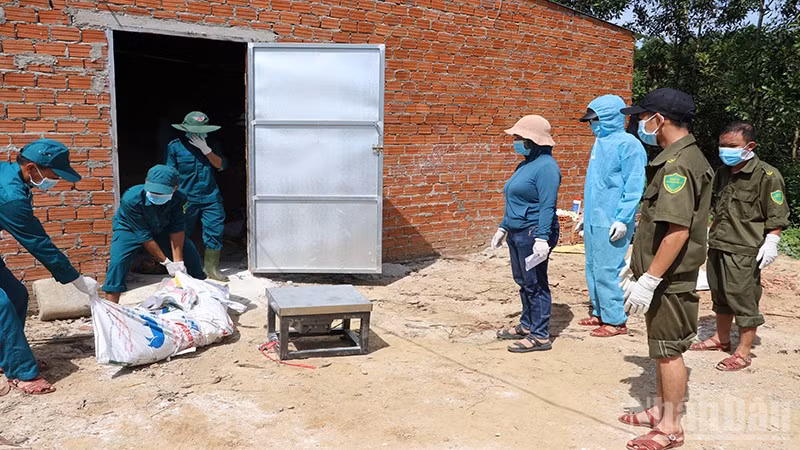 Các lực lượng ở xã Sơn Cẩm Hà giúp dân tiêu hủy lợn bị bệnh dịch tả lợn châu Phi.