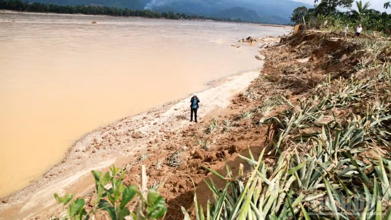 Người dân trồng dứa ở dọc sông Vu Gia bị thiệt hại nặng sau đợt mưa lũ lớn của cơn bão số 12.
