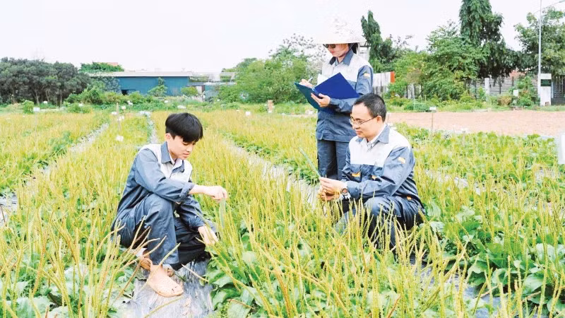 Cán bộ Trung tâm Gen và giống dược liệu quốc gia (Viện Dược liệu) nghiên cứu dược liệu trên thực địa.