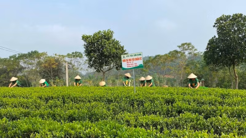 vung-trong-nguyen-lieu-tra-theo-tieu-chuan-utz-cua-hop-tac-xa-tra-son-dung-7194.jpg