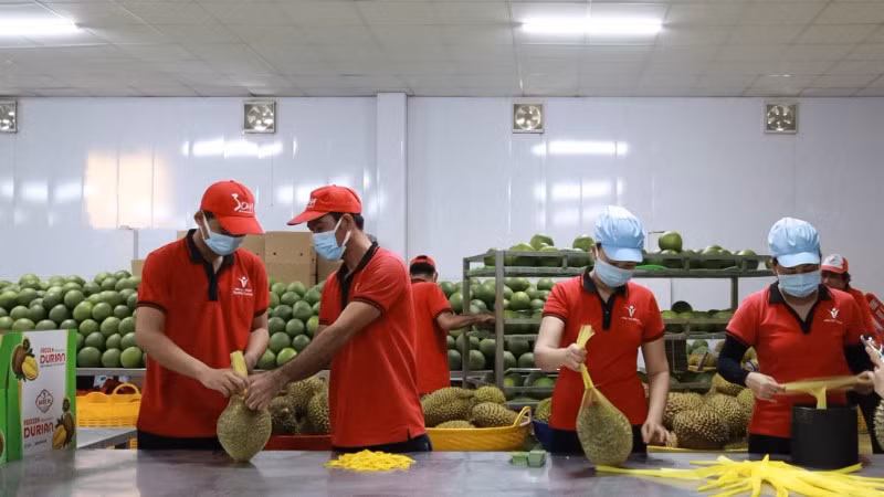 Công nhân đóng gói trái cây xuất khẩu tại Công ty Vina T&T Group. (Ảnh MINH ANH)