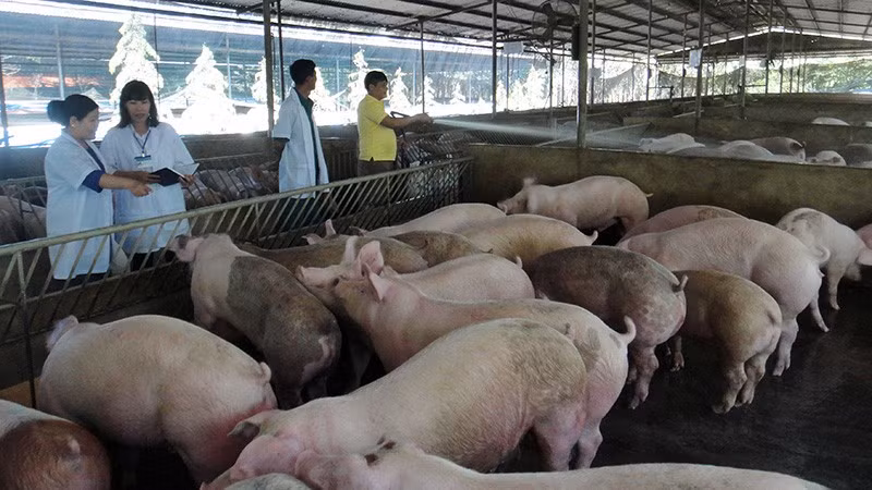 Nuôi lợn theo hướng an toàn sinh học tại huyện Xuân Lộc, Đồng Nai. (Ảnh: BÁO NHÂN DÂN)