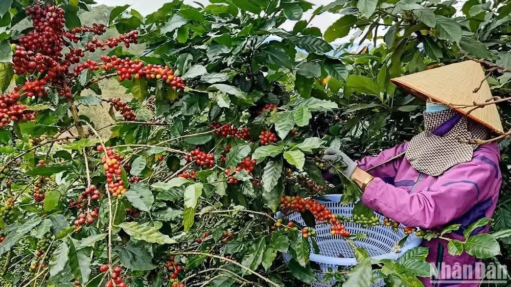Thu hoạch cà-phê Arabica tại Lâm Đồng.