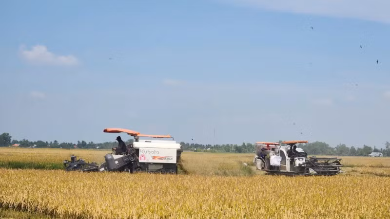 Nông dân tỉnh An Giang thu hoạch lúa trong vùng thực hiện Đề án chuyên canh lúa chất lượng cao và phát thải thấp. (Ảnh: QUỐC TRINH)