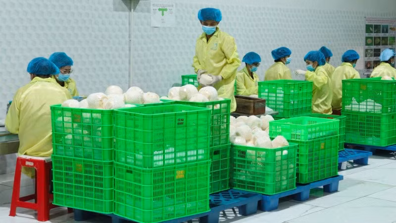 Đóng gói dừa xuất khẩu tại doanh nghiệp trên địa bàn tỉnh Vĩnh Long. (Ảnh: MINH ANH)