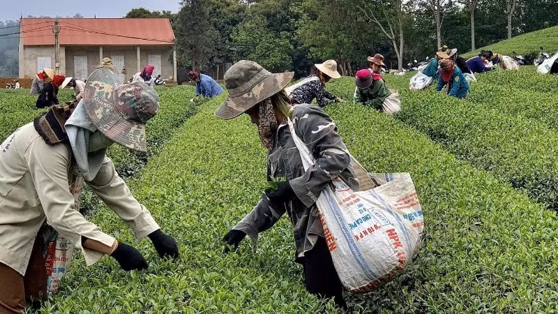 Vùng nguyên liệu chè liên kết với các hộ dân của Công ty Trách nhiệm hữu hạn Trà Thu Đan, xã Bình Thuận, tỉnh Sơn La.