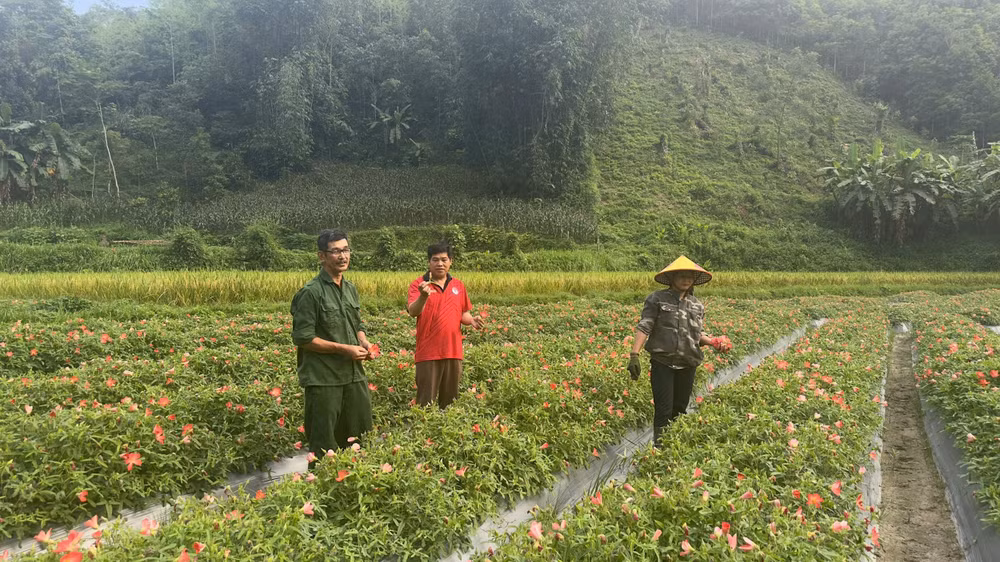 Cánh đồng Sâm Bố Chính ở thôn Đông Viên, xã Bạch Thông được hình thành nhờ mô hình Dân vận khéo của Chi bộ thôn và phát huy vai trò của đảng viên trẻ (Ảnh: THU TRANG)