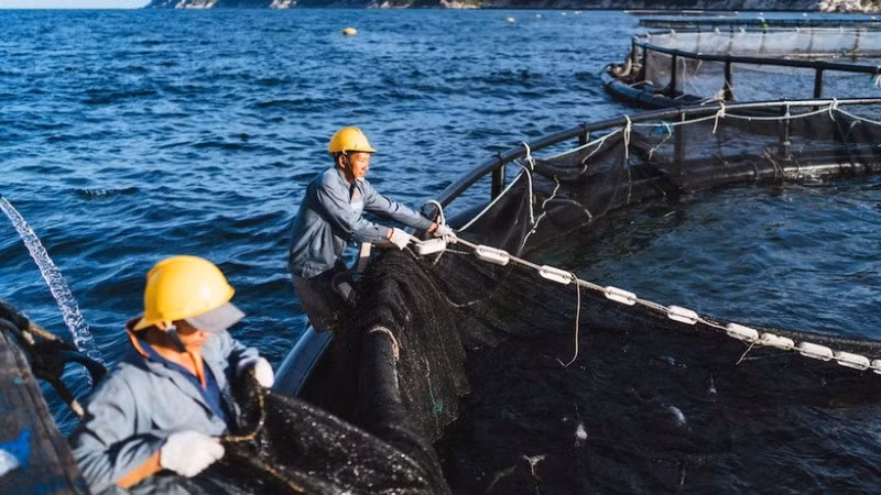 Khu vực nuôi cá chẽm công nghệ cao trên vịnh Vân Phong, tỉnh Khánh Hòa. (Ảnh: BẢO TRANG)