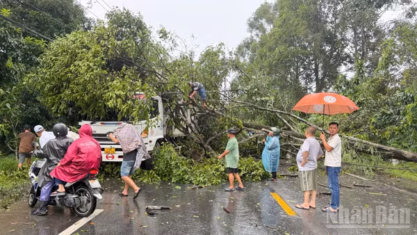 Hiện trường cây rừng ngã đổ trúng xe tải lưu thông trên Quốc lộ 20, đoạn qua đèo Chuối. (Ảnh: CTV)