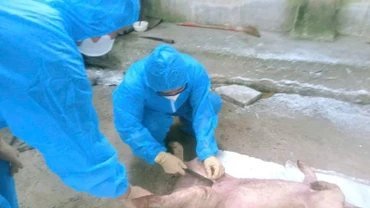 Cán bộ thú y lấy mẫu lợn bị ốm để xét nghiệm tìm nguyên nhân gây bệnh.