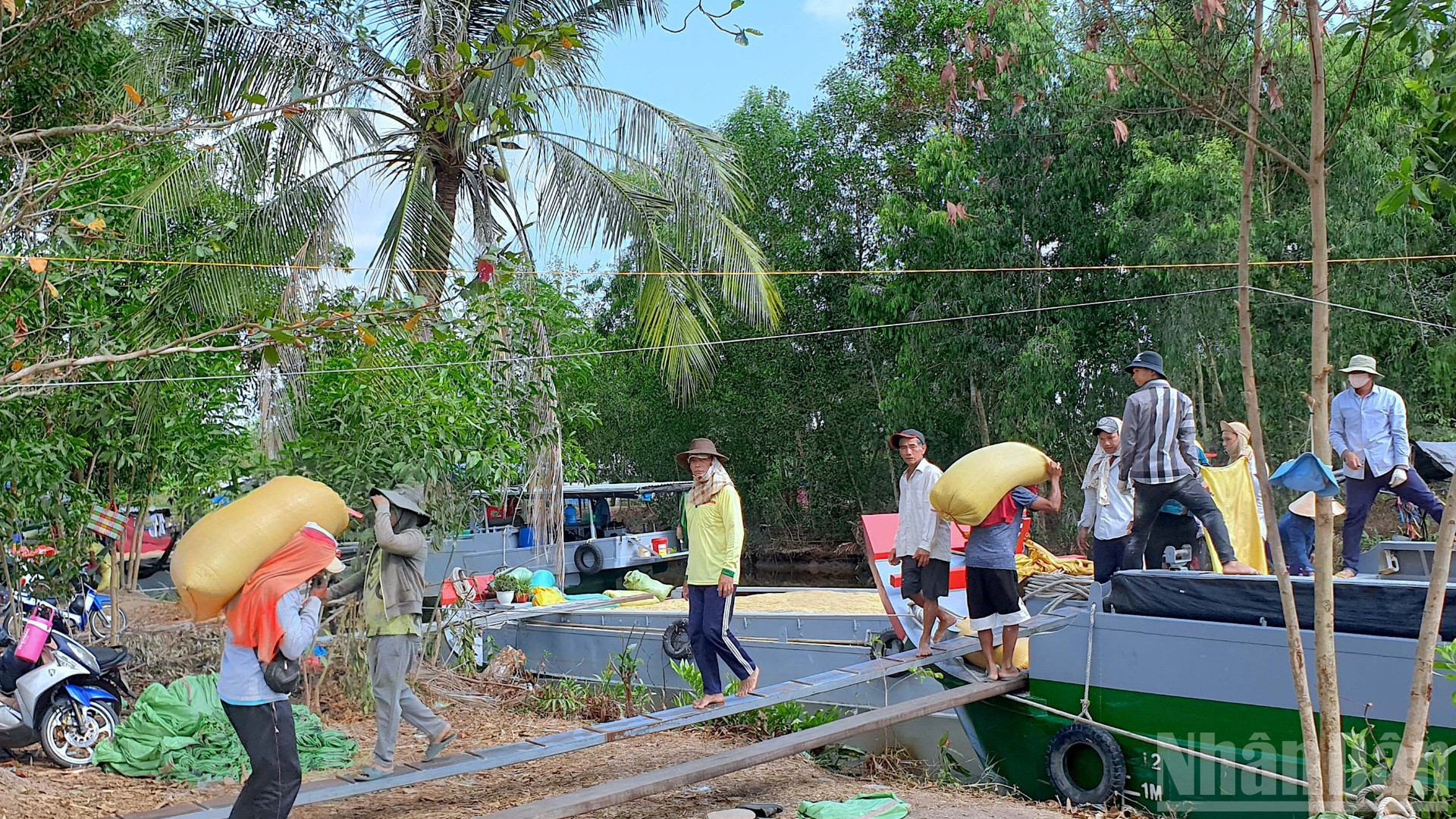 Lúa hữu cơ của nhà nông phường Láng Tròn được bao tiêu toàn bộ đầu ra với giá 11.000đ/kg. ndo_br_anh-7-2923.jpg