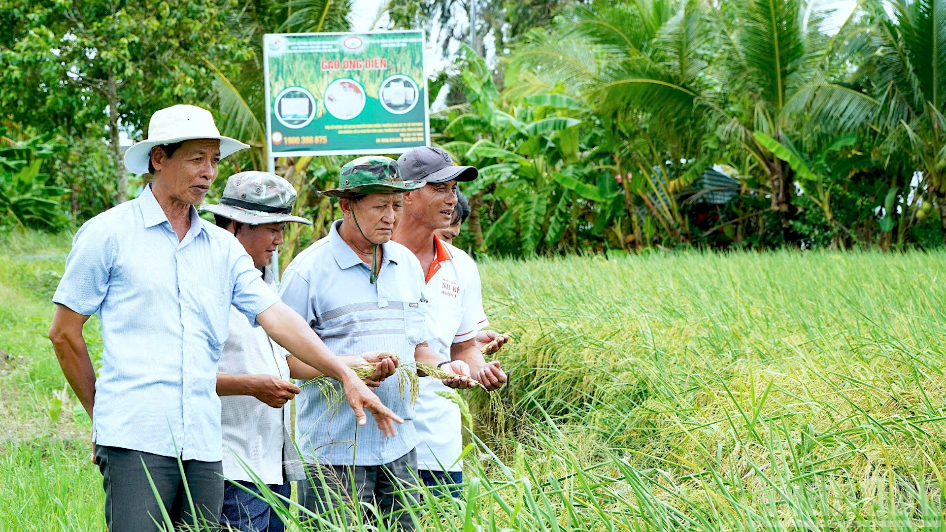 Dù giá thị trường giảm sâu nhưng nông dân ấp 15, phường Láng Tròn, tỉnh Cà Mau vẫn hăm hở vì lúa được bao tiêu với giá đến 11.000 đồng/kg.