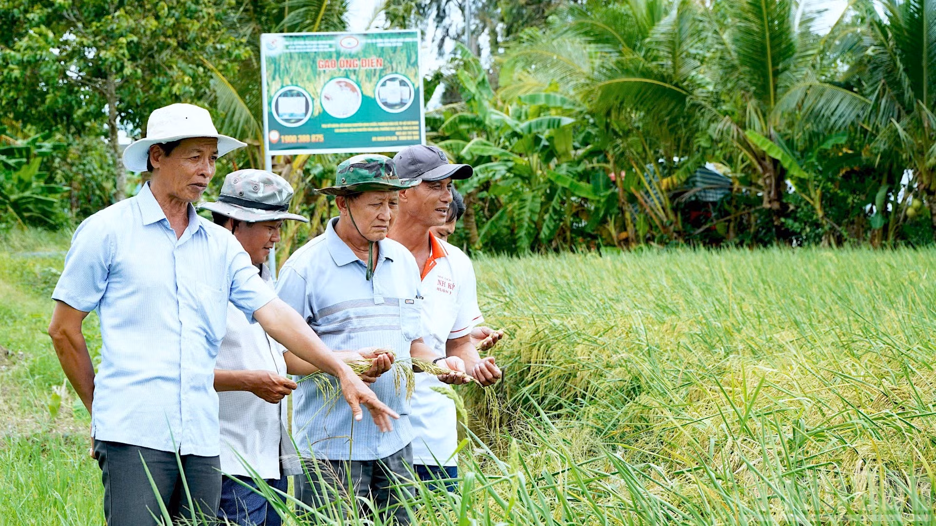 Dù giá thị trường giảm sâu nhưng nông dân ấp 15, phường Láng Tròn, tỉnh Cà Mau vẫn hăm hở vì lúa được bao tiêu với giá đến 11.000 đồng/kg.