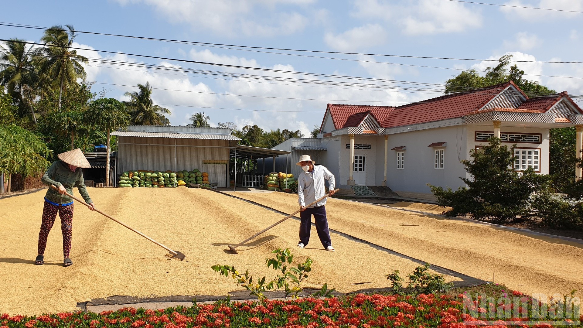 Vụ hè-thu còn trong mùa mưa, nhưng rất ít nông dân ở Cà Mau chuẩn bị sân phơi có màng bạt phòng thời tiết bất lợi, ảnh hưởng đến chất lượng hạt lúa. ndo_br_anh-8-5503.jpg