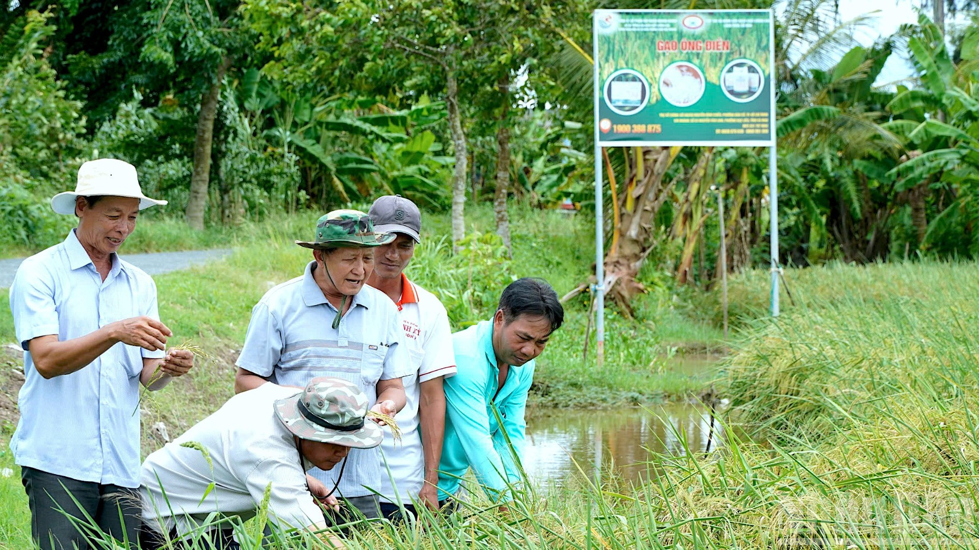 Đồng lúa hữu cơ của nông dân ấp 15, phường Láng Tròn (tỉnh Cà Mau) thời điểm chuẩn bị thu hoạch vào giữa tháng 9/2025. ndo_br_anh-9-5479.jpg