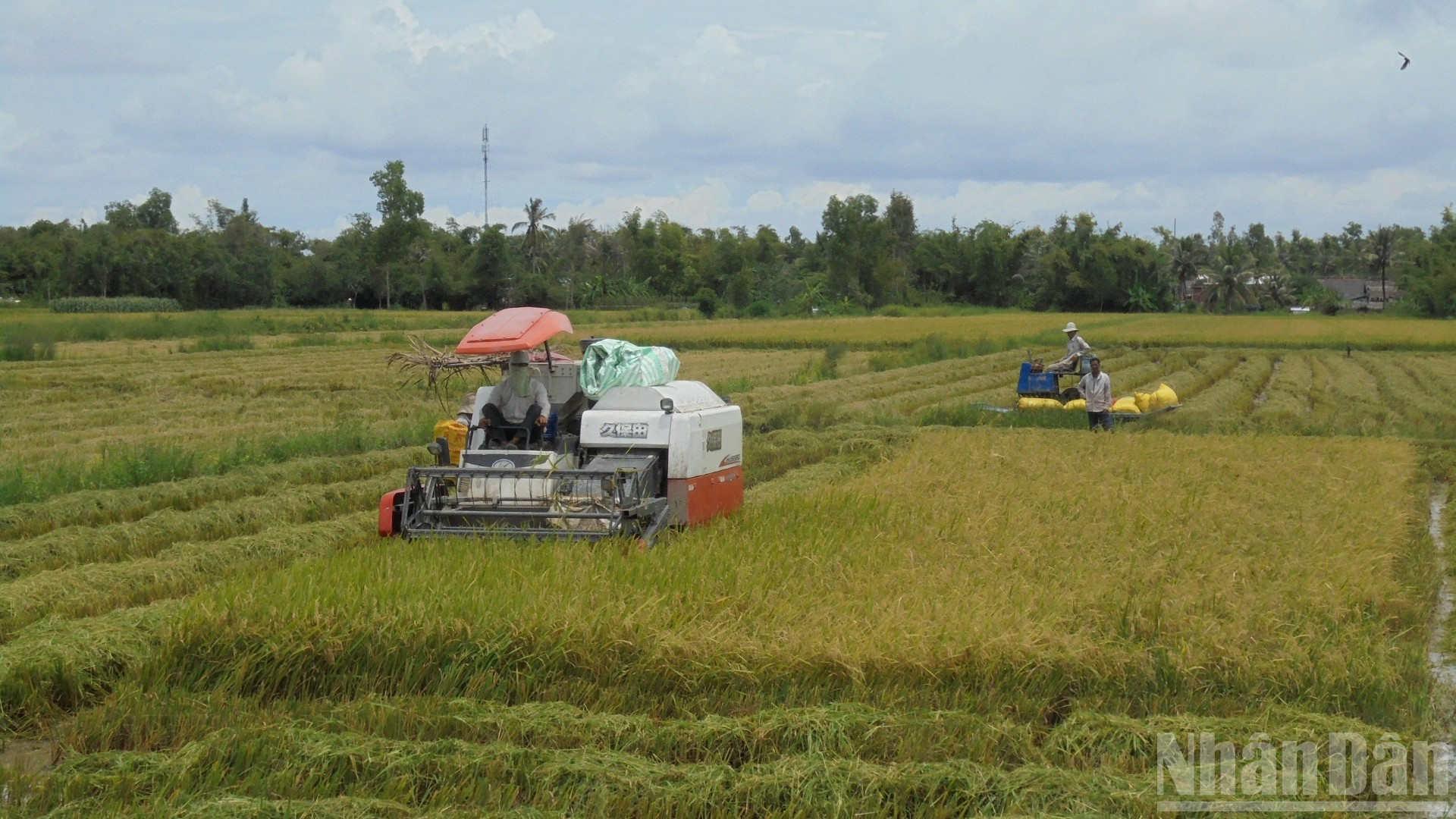 Nông dân xã Khánh Hưng, tỉnh Cà Mau thu hoạch lúa sớm hơn để tránh thời tiết mưa nhiều, dù lúa chưa chín hết. ndo_br_anh-2-3592.jpg