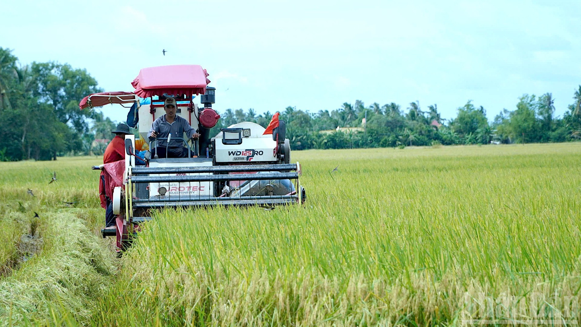 Nông dân phường Láng Tròn thu hoạch đồng lúa hữu cơ bằng cơ giới. ndo_br_anh-13-3104.jpg