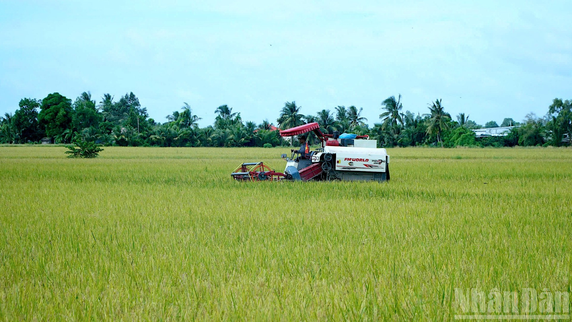 Chủ động cơ giới hóa trong thu hoạch và sau thu hoạch giúp nông dân giảm thất thoát, gia tăng lợi nhuận trong sản xuất. ndo_br_anh-12-9164.jpg