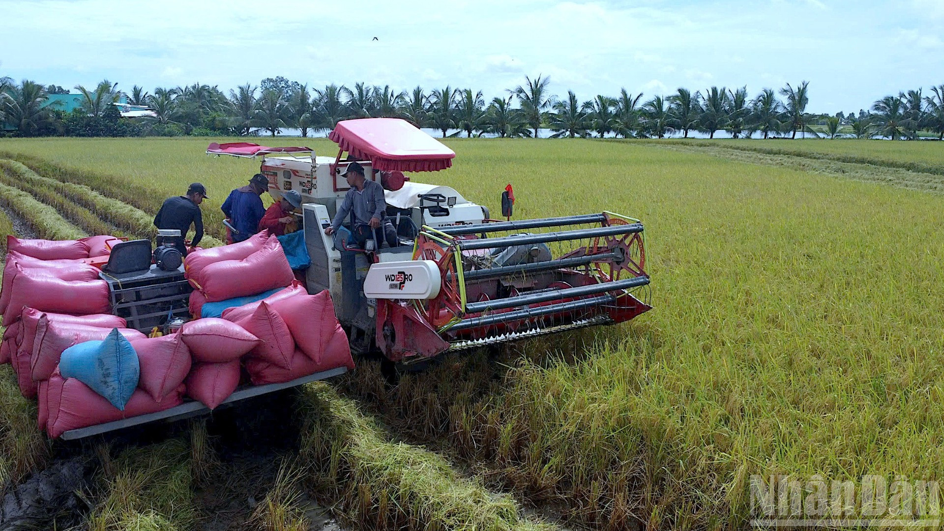 Đồng lúa hữu cơ của nông dân phường Láng Tròn, tỉnh Cà Mau không lo về đầu ra vì toàn bộ lúa sản xuất được doanh nghiệp bao tiêu. ndo_br_anh-11-9007.jpg