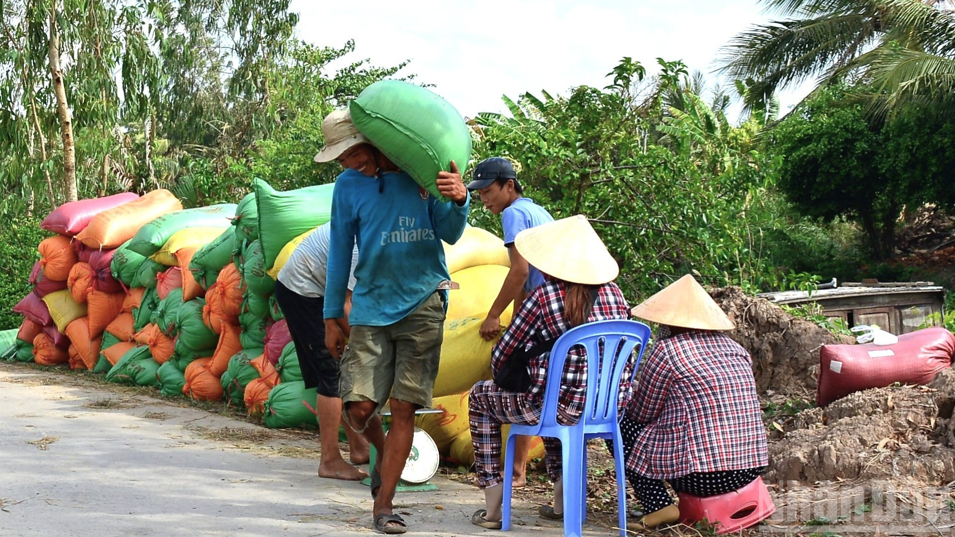 Thương lái vào tận nơi thu mua lúa của nông dân Cà Mau, nhưng vào càng sâu, đường khó vận chuyển, giá lúa càng giảm. ndo_br_anh-5-3641.jpg
