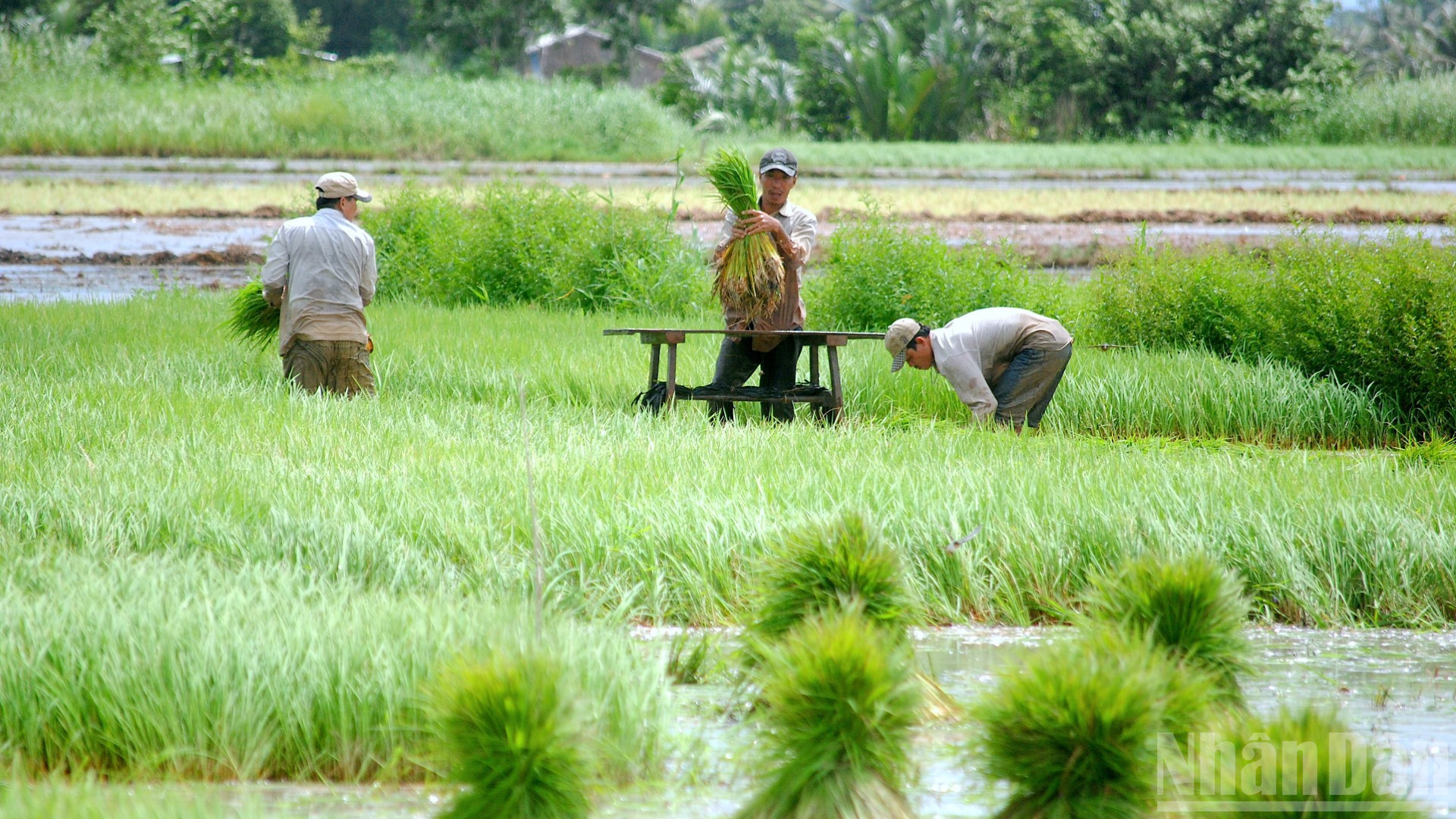 Suốt thời gian dài, dù vất vả, cơ cực nhưng nông dân vẫn bám đất, bám làng để tạo ra nhiều của cải, vật chất trên quê hương Cà Mau. ndo_br_vi-dan-6-9081.jpg