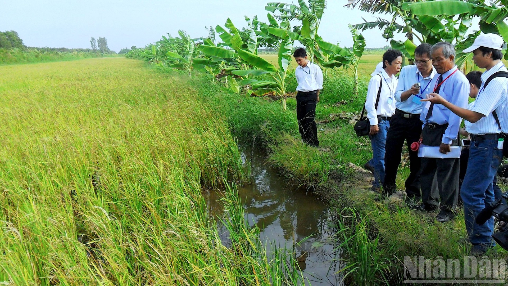 Chú Trần Thanh Liêm (đeo dây đỏ) ra đồng cùng nông dân nói về giống lúa chức năng phục vụ xuất khẩu ở miệt rừng U Minh hạ. (Ảnh chụp năm 2015) ndo_br_vi-dan-4-5246.jpg