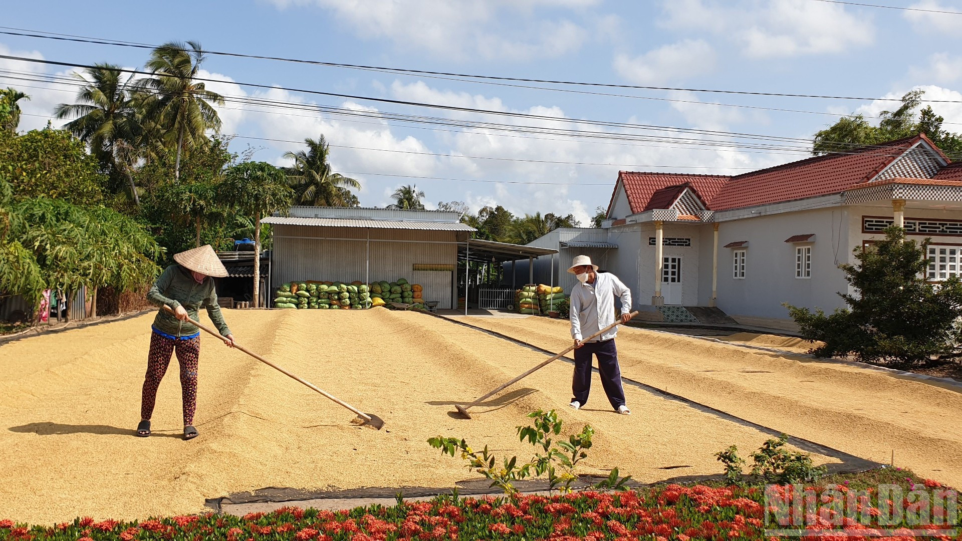 Nông dân vùng ngọt Cà Mau bội thu mùa lúa. Khi dân giàu, thì quê hương, đất nước sẽ mạnh lên... ndo_br_anh-8.jpg