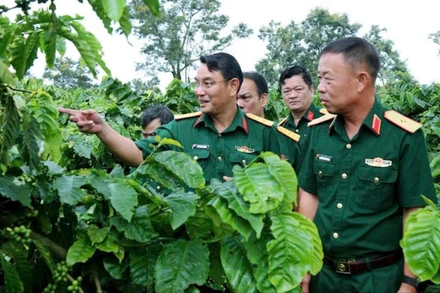 Đại diện Công ty Cà-phê 15 tham quan vườn.