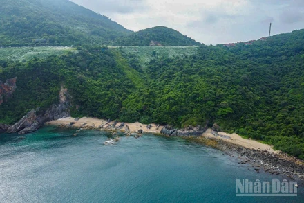 Các rừng nguyên sinh có tiềm năng lớn trong thị trường tín chỉ carbon. Trong ảnh là một góc bán đảo Sơn Trà - một trong những cánh rừng nguyên sinh tại Đà Nẵng. (Ảnh: PHAN HẢI TÙNG LÂM)