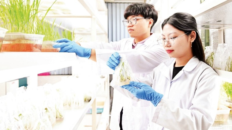Nghiên cứu sinh Viện Di truyền Nông nghiệp kiểm tra mẫu cây trồng. (Ảnh: THẾ ĐẠI)