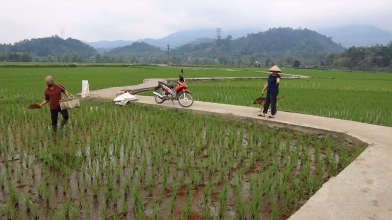 Một tuyến đường nội đồng ở xã Lục Bình, huyện Bạch Thông được cứng hoá nhờ người dân hiến đất, góp công. (Ảnh: HƯƠNG DỊU)