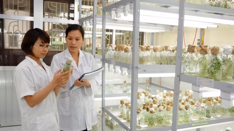 Nghiên cứu giống cây trồng tại Viện Sinh học Nông nghiệp (Học viện Nông nghiệp Việt Nam). (Ảnh: KHÁNH AN)