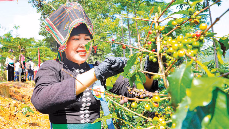 Tỉnh Điện Biên đặt mục tiêu đến năm 2030 có 20.000ha cây cà-phê Arabica, trở thành tỉnh đứng thứ hai cả nước về diện tích cây cà-phê Arabica.
