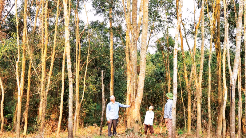 Rừng cây keo gỗ lớn của ông Hoàng Văn Năm ở thôn Đông Xuân.