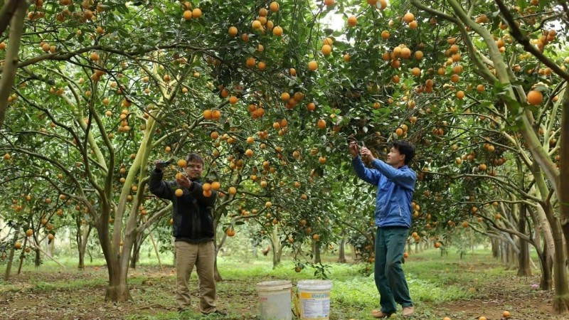 Người dân tỉnh Hòa Bình thu hoạch cam. (Ảnh: AN THÀNH ĐẠT)