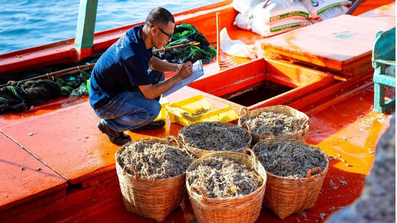 Chuyên viên kỹ thuật của Masan PQ kiểm tra chất lượng cá trước khi chuyển về nhà ủ chượp.