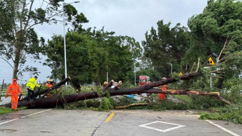 Cây đổ chắn ngang đường ở thành phố Đài Sơn, tỉnh Quảng Đông (Trung Quốc). (Ảnh: Chinanews)