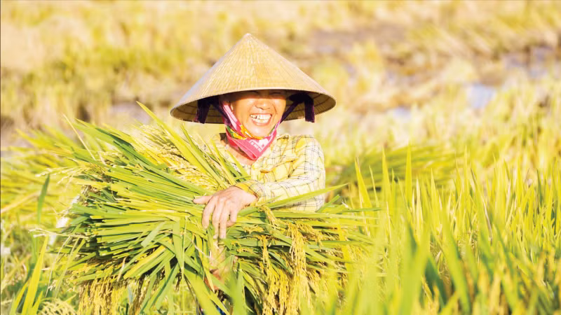 Niềm vui được mùa. (Ảnh: ĐÌNH ÁNH)