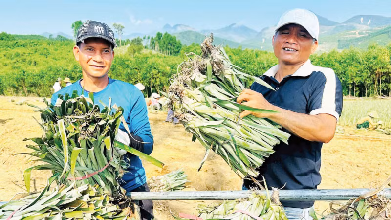 Người dân các xã vùng cao, biên giới tỉnh Quảng Ngãi liên kết với doanh nghiệp hình thành vùng nguyên liệu.