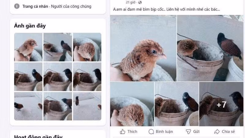 Hình ảnh một số loài chim hoang đã được bán trên mạng xã hội. (Ảnh: ENV)