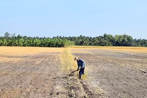Một cánh đồng khô cằn do ảnh hưởng của xâm nhập mặn. (Ảnh: Nguyễn Sự)