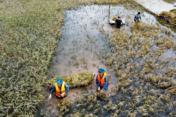 Cánh đồng lúa ven sông Bùi ở huyện Chương Mỹ bị ngập sâu từ 0,6-1,2 m, nhiều ngày nay lực lượng quân đội cùng bà con nông dân lội nước tới ngang bụng gặt lúa.