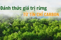 Đánh thức giá trị rừng từ tín chỉ carbon