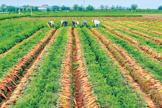 Vùng trồng cây và rau màu 360 ha được quy hoạch tại 7 thôn ở xã Đức Chính (Hải Phòng), trong đó 80% diện tích dành cho cây cà-rốt phục vụ thị trường trong nước và xuất khẩu. (Ảnh NHẤT NGUYÊN)